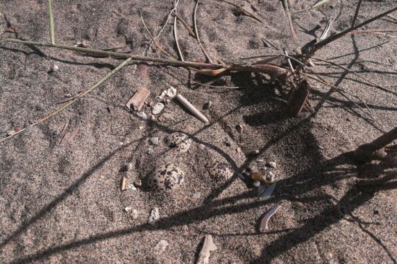 Ardea, trovati in spiaggia uova uccelli rari: al via campagna di salvaguardia del fratino