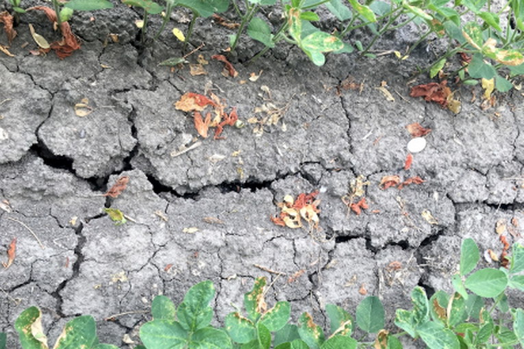 Clima: Coldiretti, calamità in 11 regioni per estate dei record