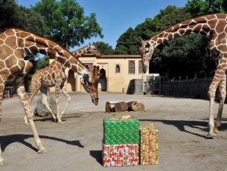Bioparco di Roma promozione speciale in occasione delle feste