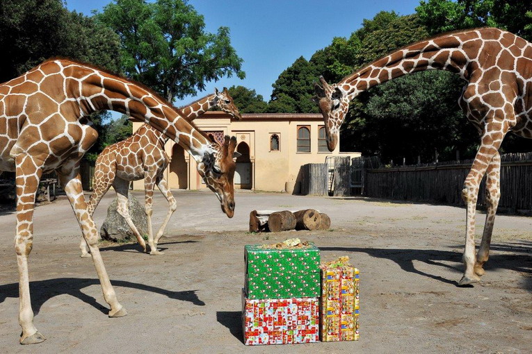 Bioparco di Roma promozione speciale in occasione delle feste