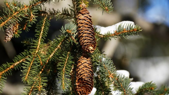Cerveteri, le Guardie Ecozoofile recuperano gli alberi di Natale veri