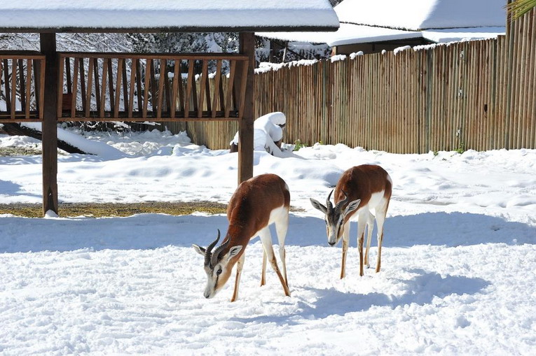 Il Burian non fa paura agli animali del Bioparco di Roma