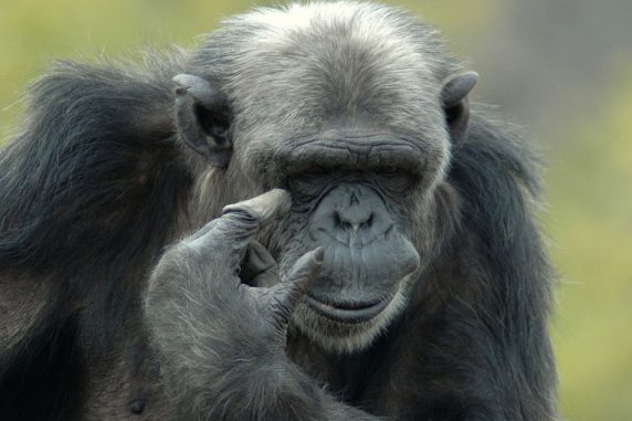 Darwin Day al Bioparco di Roma domenica 25 febbraio: Chi non si adatta è perduto