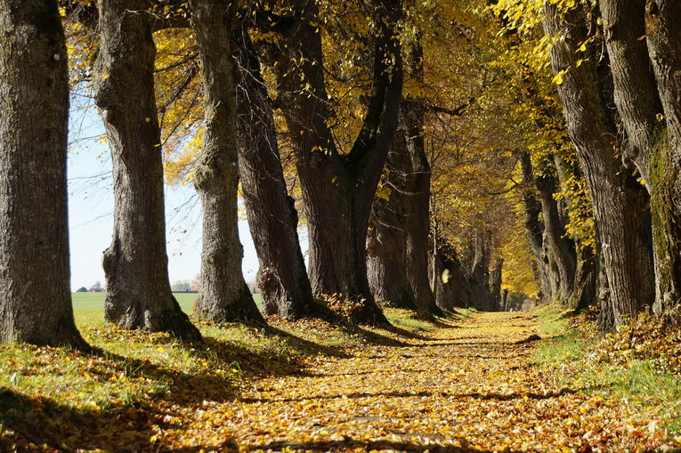 Foreste italiane: dieci miti da sfatare