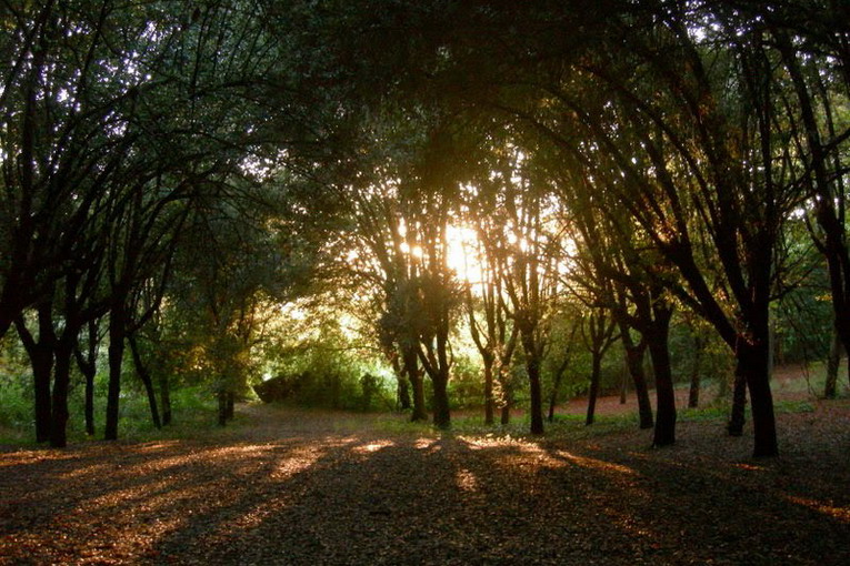 Parco di Villa Glori, il parco romano dove si allenava Mennea
