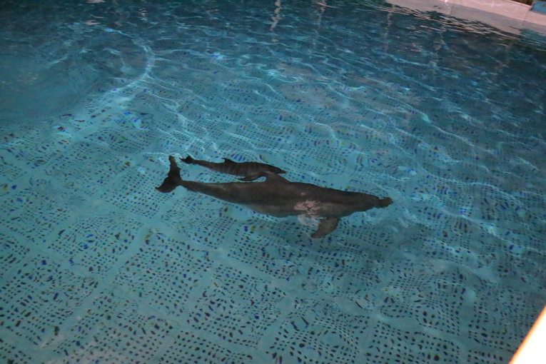 Zoomarine, nasce un cucciolo femmina di delfino: concorso per il nome