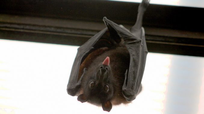 Grotta di Cocceio, ottime le condizioni per la vita dei pipistrelli