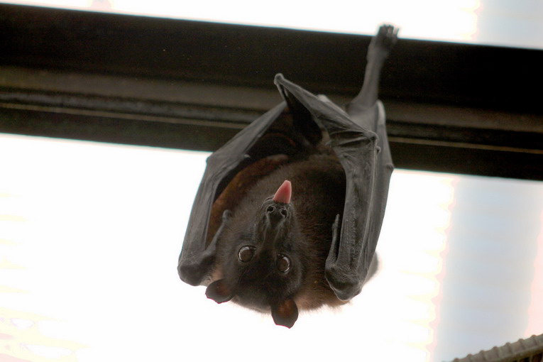 Grotta di Cocceio, ottime le condizioni per la vita dei pipistrelli