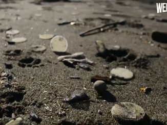 Dischetti di plastica sulle spiagge, cosa sono? Da dove arrivano?