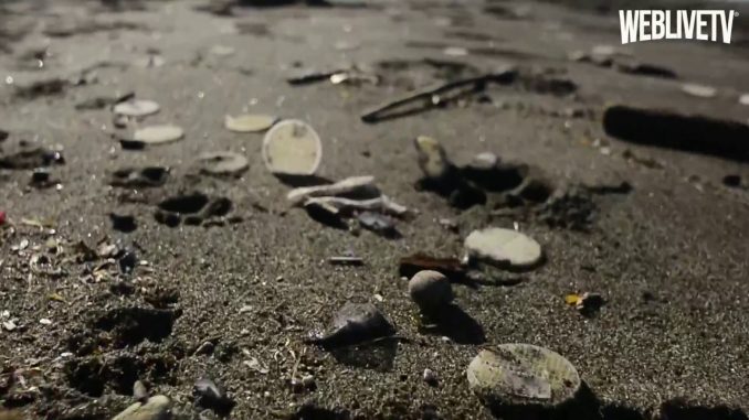 Dischetti di plastica sulle spiagge, cosa sono? Da dove arrivano?