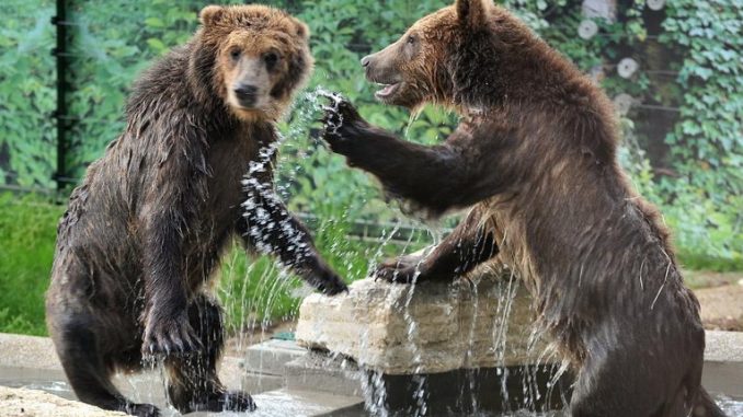 Bioparco di Roma, accolti tre cuccioli di orso bruno albanesi maltrattati