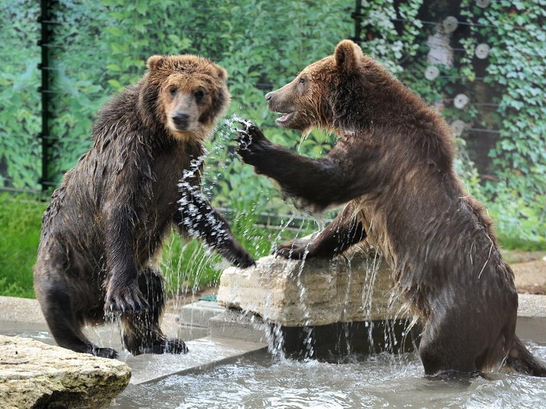 Bioparco di Roma, accolti tre cuccioli di orso bruno albanesi maltrattati