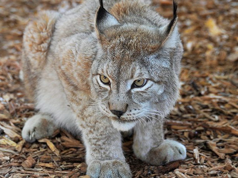 Domenica 3 giugno 2018 al Bioparco ‘Foreste sottosopra’