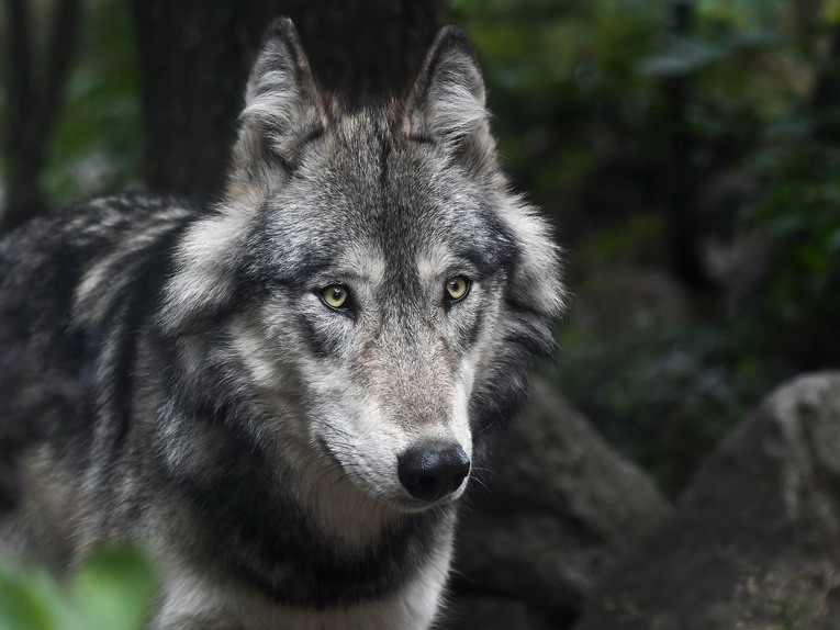 È ormai certa la presenza di alcuni esemplari di Lupi nel Parco Naturale di Bracciano Martignano. Da tempo il personale dell’Ente sta monitorando la specie e gli avvistamenti si succedono con sempre maggior frequenza. Sono state realizzate anche alcune riprese video