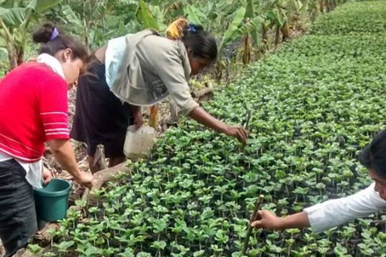 Nicaragua, 130mila alberi da qui al 2020 per compensare le emissioni della CO2