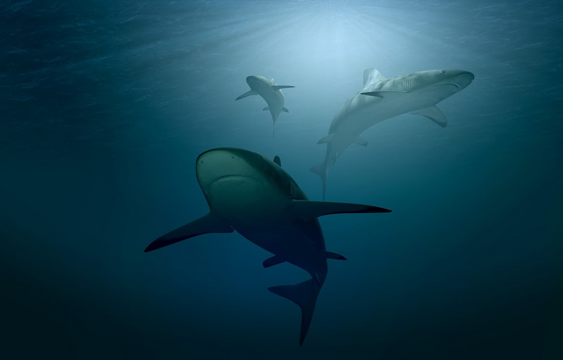 Shark finnig, una pratica barbara che uccide atrocemente gli squali