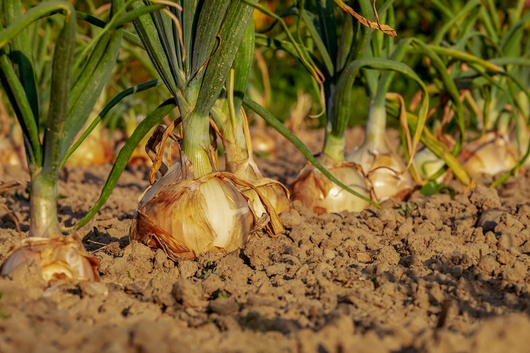 Compostaggio domestico, dove si prendono i contenitori