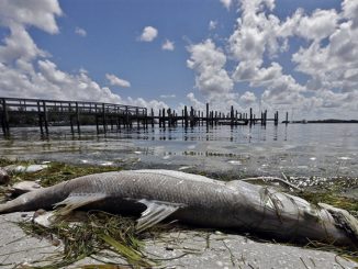 Florida, marea rossa decima la fauna acquatica: stato di emergenza