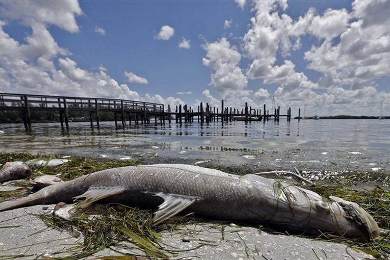 Florida, marea rossa decima la fauna acquatica: stato di emergenza