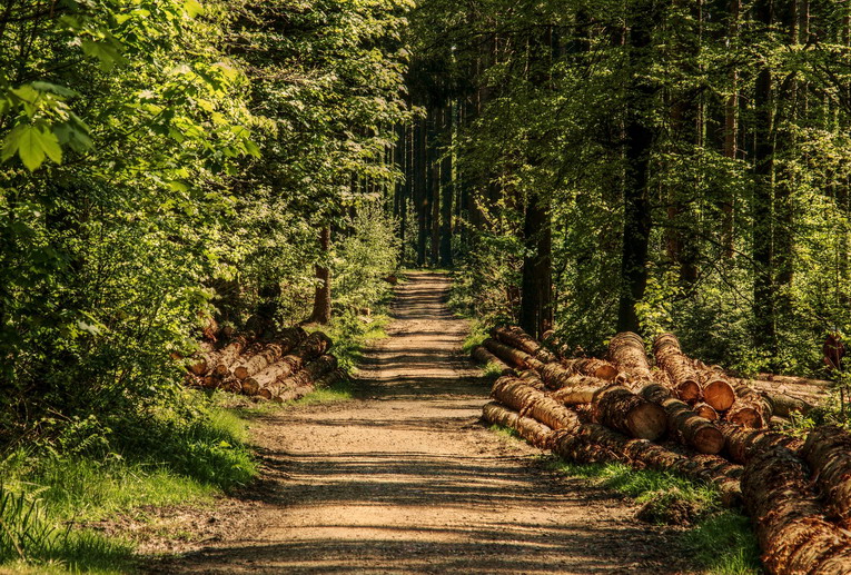 Passeggiare nei boschi? Fa bene, ma se non siete pratici fate attenzione