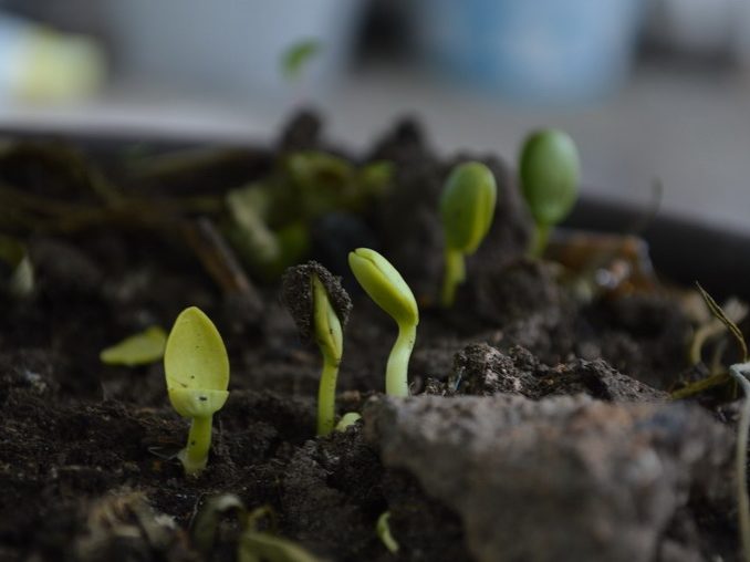 Compost