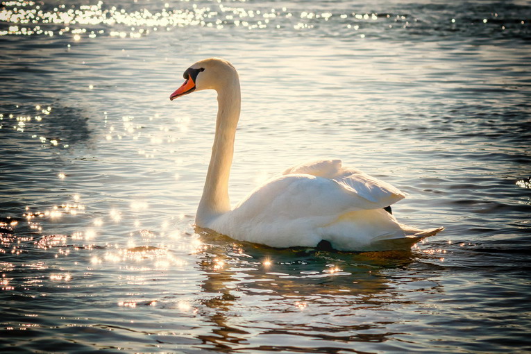 Laghi