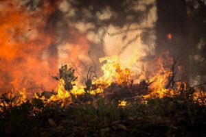 Incendi: cosa accade quando brucia una foresta