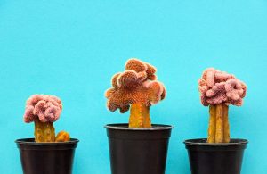 Riciclo creativo: come realizzare un cactus con materiali di recupero 