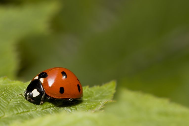 Coccinelle e l’orto biologico