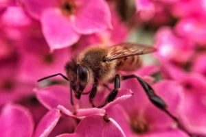 Le api, sentinelle dell'ambiente  