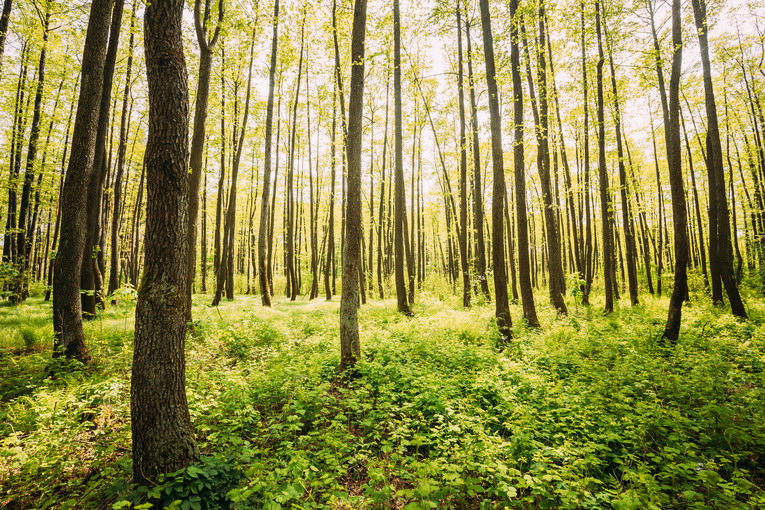 deforestazione
