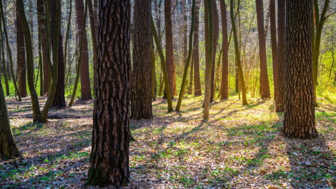 deforestazione