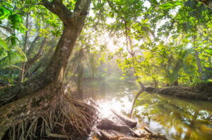 Servizi ecosistemici essenziali