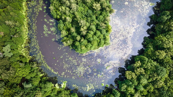 Biodiversità e il suo ruolo negli ecosistemi