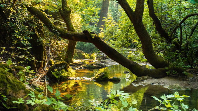 Ecosistemi terrestri: una panoramica