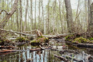 Conservazione degli ecosistemi