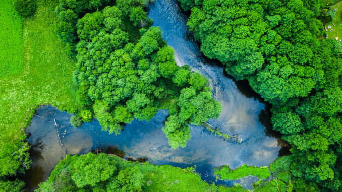 La rete trophica negli ecosistemi