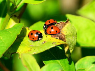 I metodi naturali per coltivazioni ottimali