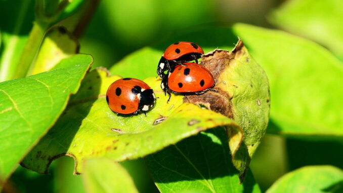 I metodi naturali per coltivazioni ottimali