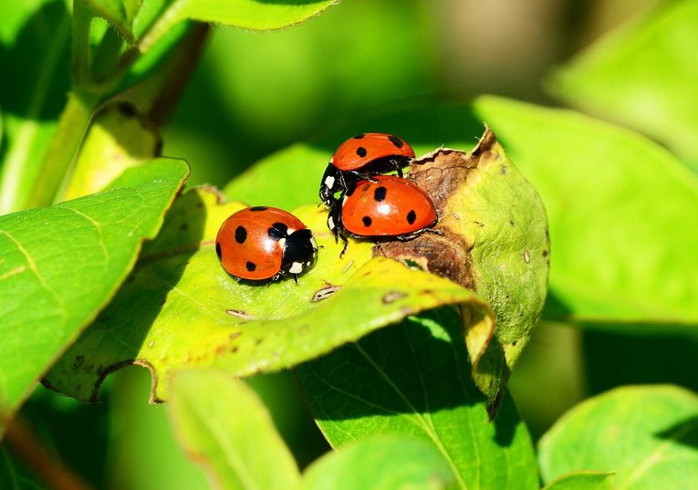 I metodi naturali per coltivazioni ottimali