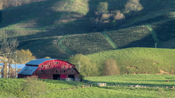 Esempi di rotazione delle colture in agricoltura biologica