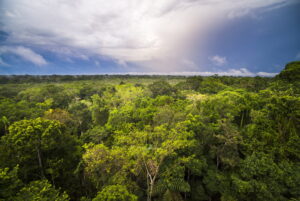 Foresta pluviale del Congo: il polmone verde dell’Africa