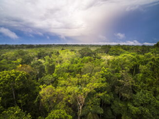 Foresta pluviale del Congo: il polmone verde dell’Africa