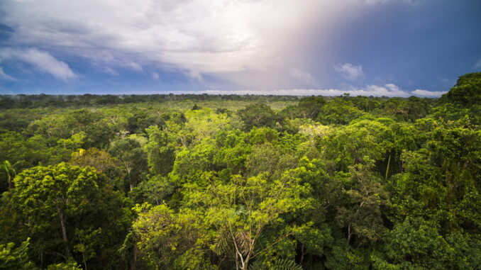 Foresta pluviale del Congo: il polmone verde dell’Africa