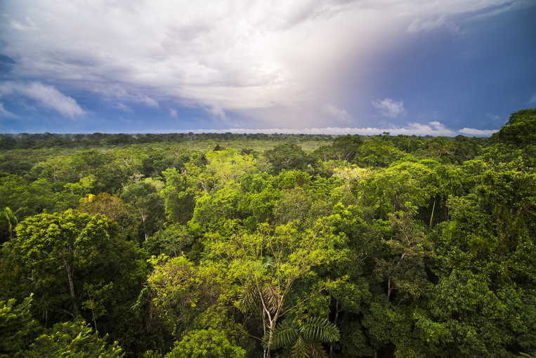 Foresta pluviale del Congo: il polmone verde dell’Africa