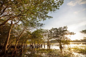 Le foreste pluviali del Sud-est asiatico: sfide e tesori