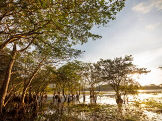 Le foreste pluviali del Sud-est asiatico: sfide e tesori