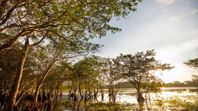 Le foreste pluviali del Sud-est asiatico: sfide e tesori