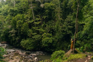 Le foreste pluviali dell'Australia: un ecosistema unico