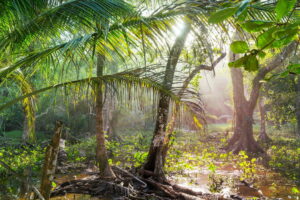 L’impatto della deforestazione sulle foreste pluviali